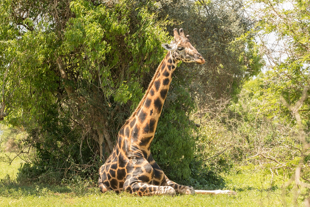 giraffe  safari  animal free photo