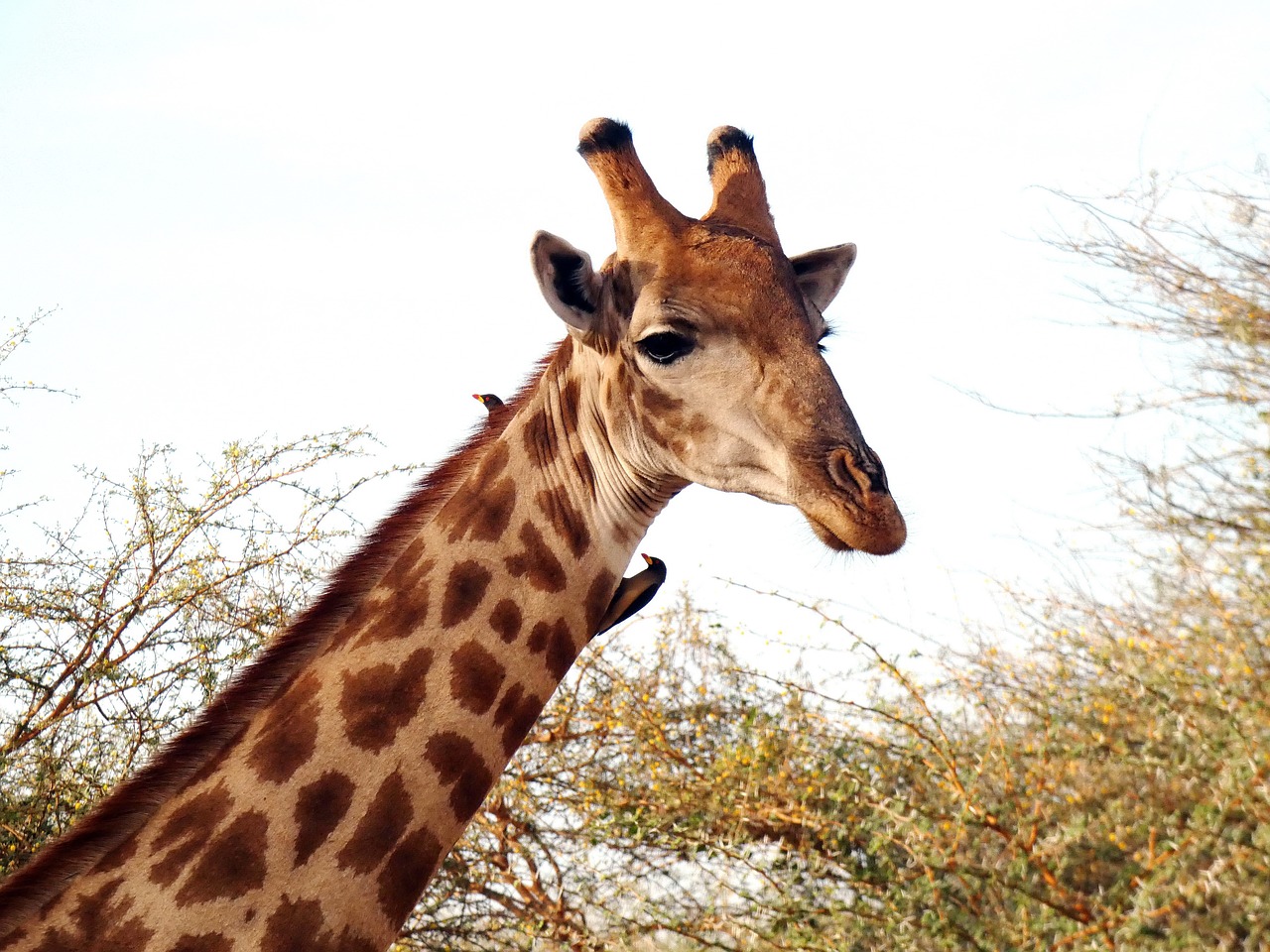 giraffe  giraffa camelopardalis  ungulate free photo