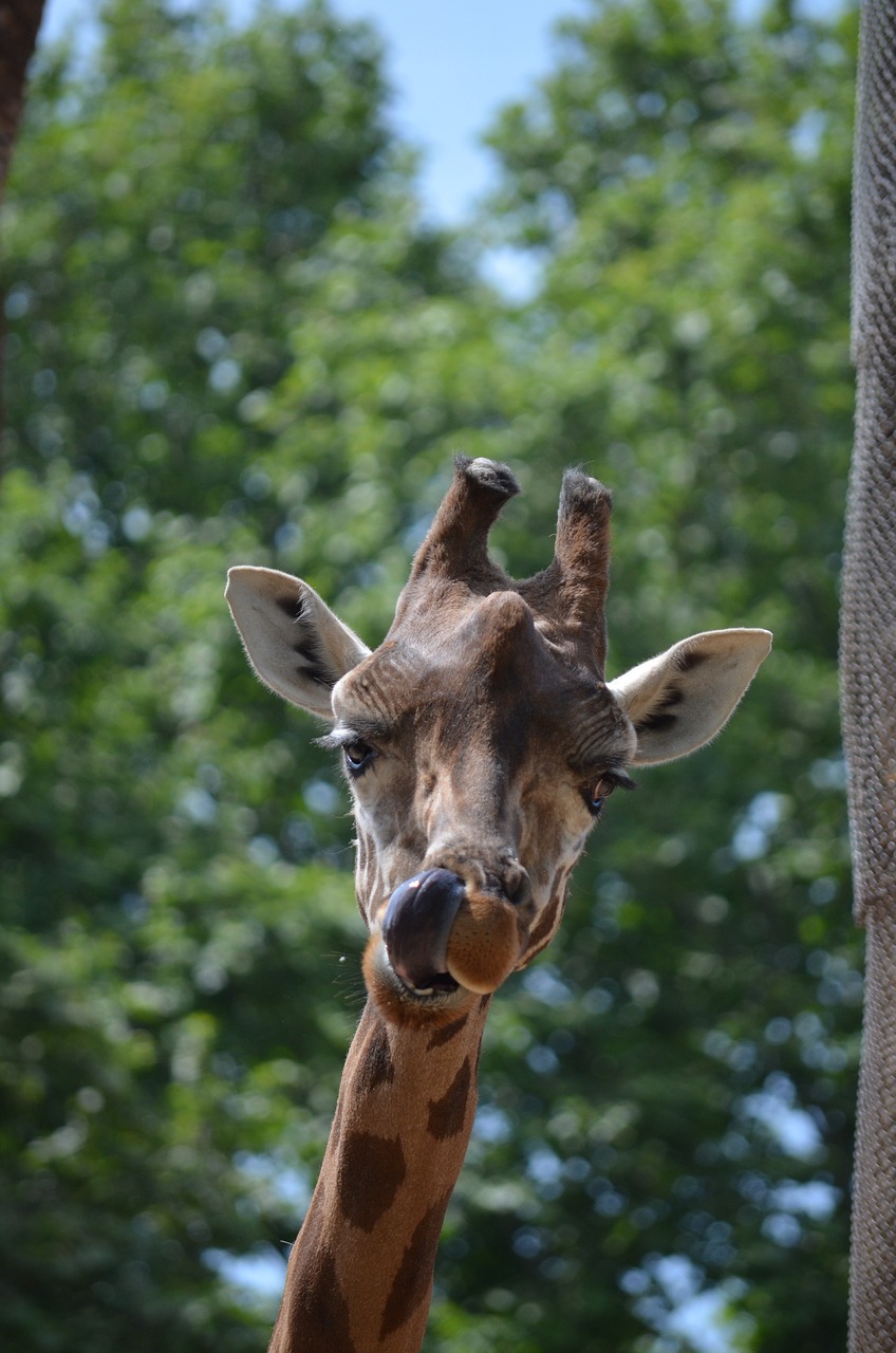 giraffe animal tongue free photo