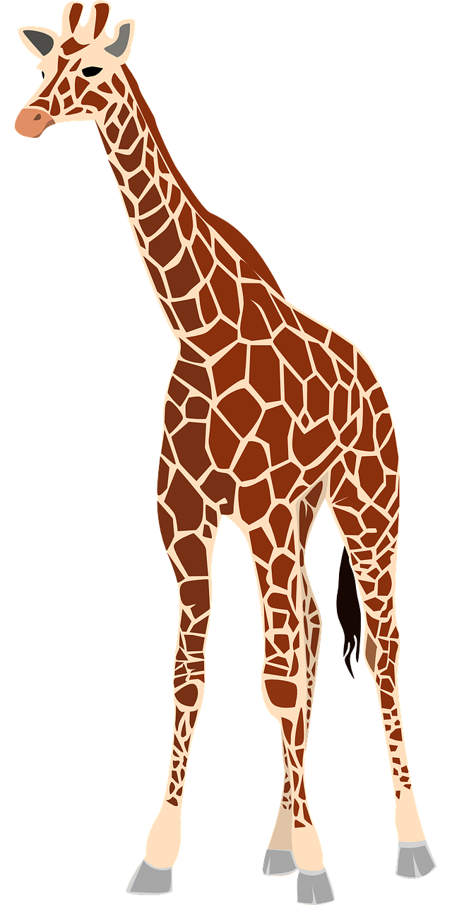 giraffe mammal animal free photo