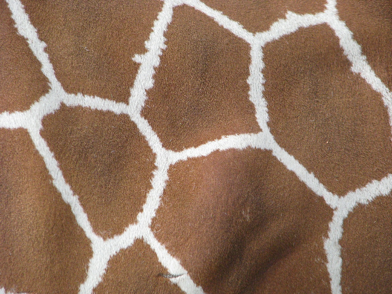 giraffe animal skin free photo