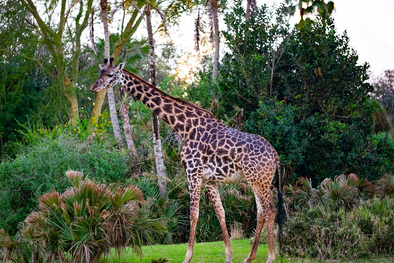giraffe  animal  safari free photo
