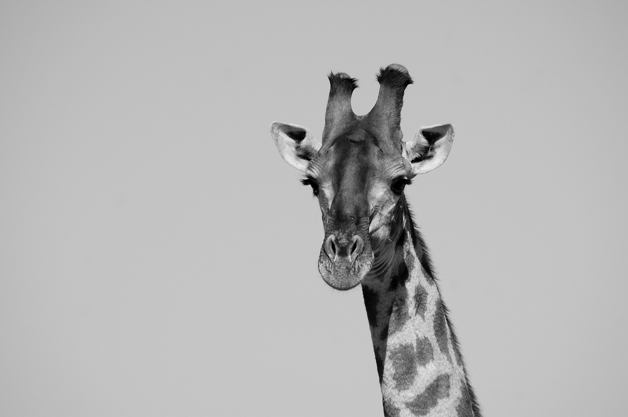 giraffe safari head free photo