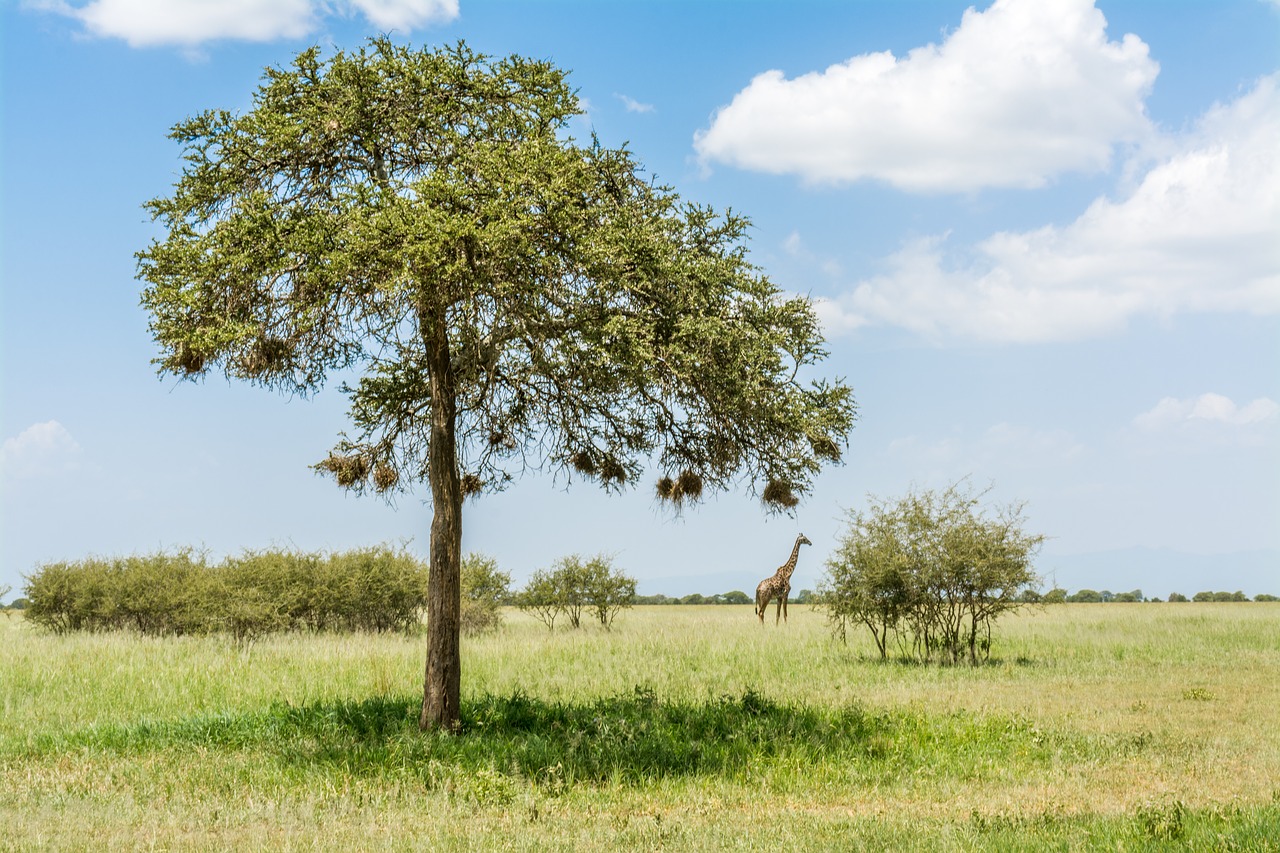 giraffe  safari  africa free photo