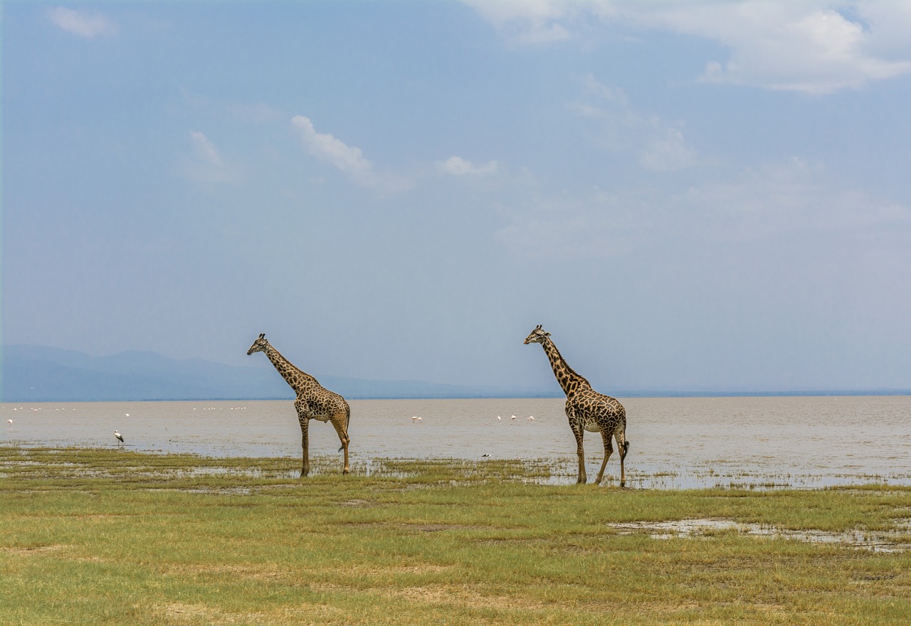 giraffe  safari  africa free photo