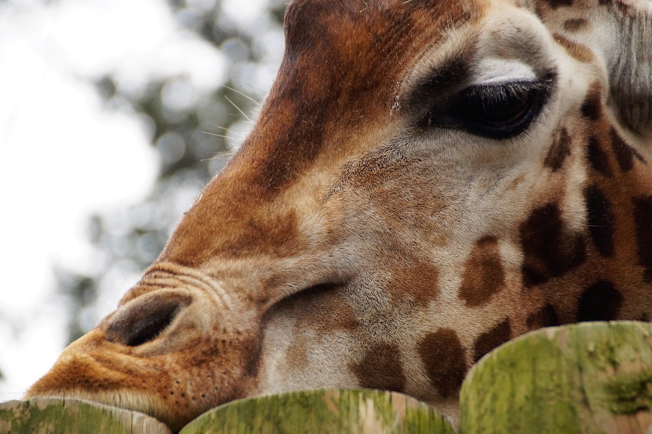 giraffe  animal  head free photo