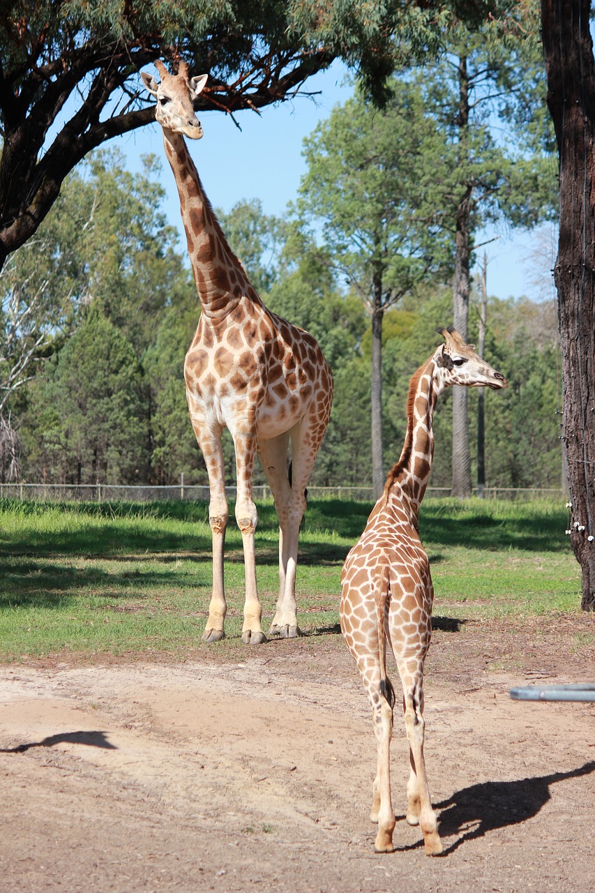 giraffe  animal family  zoo free photo
