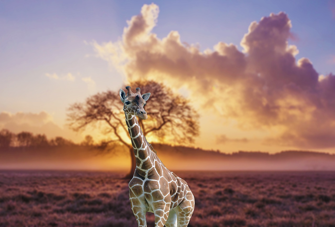 giraffe  jungle  animal free photo