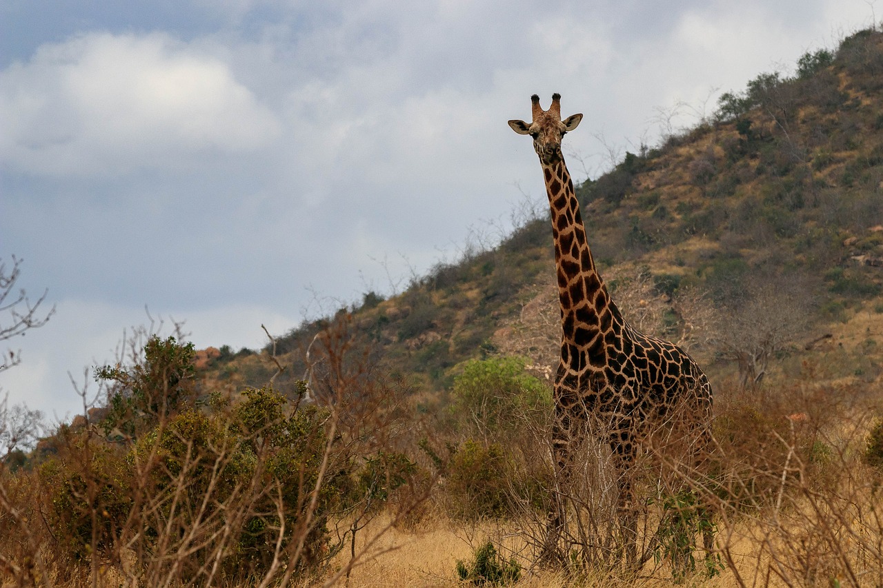 giraffe  africa  kenya free photo