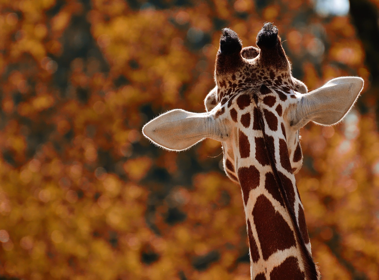 giraffe  animal photography  animal world free photo