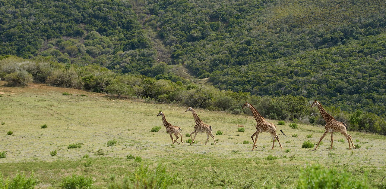 giraffe  africa  safari free photo