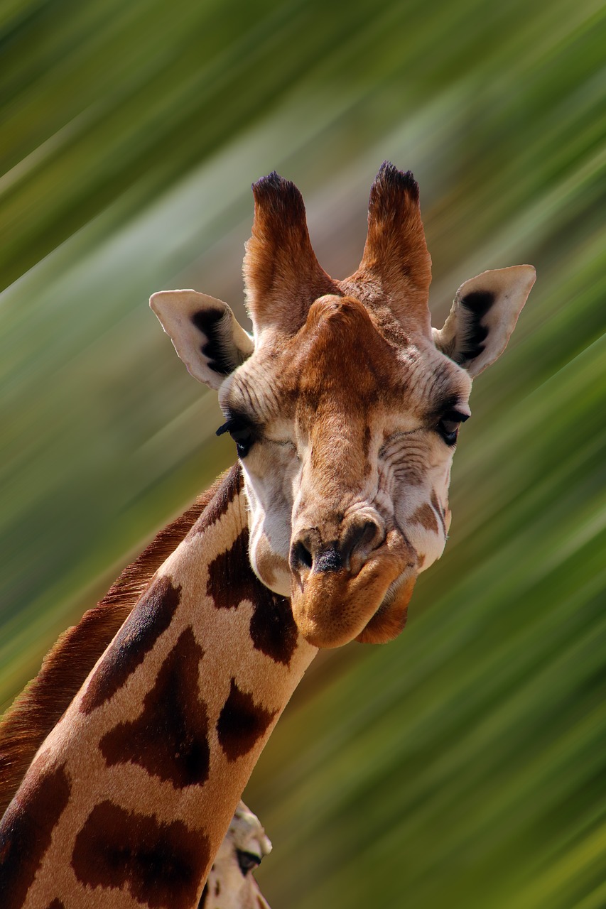 giraffe  face  animal free photo