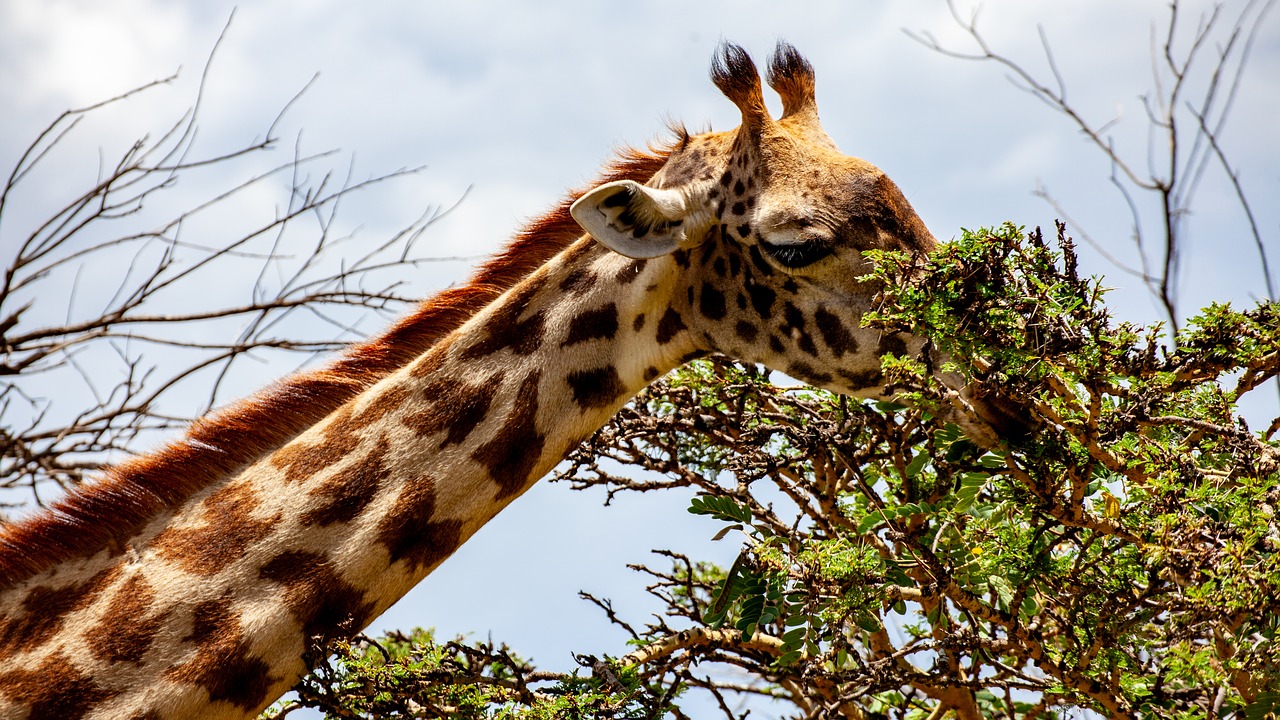 giraffe  tree  kenya free photo