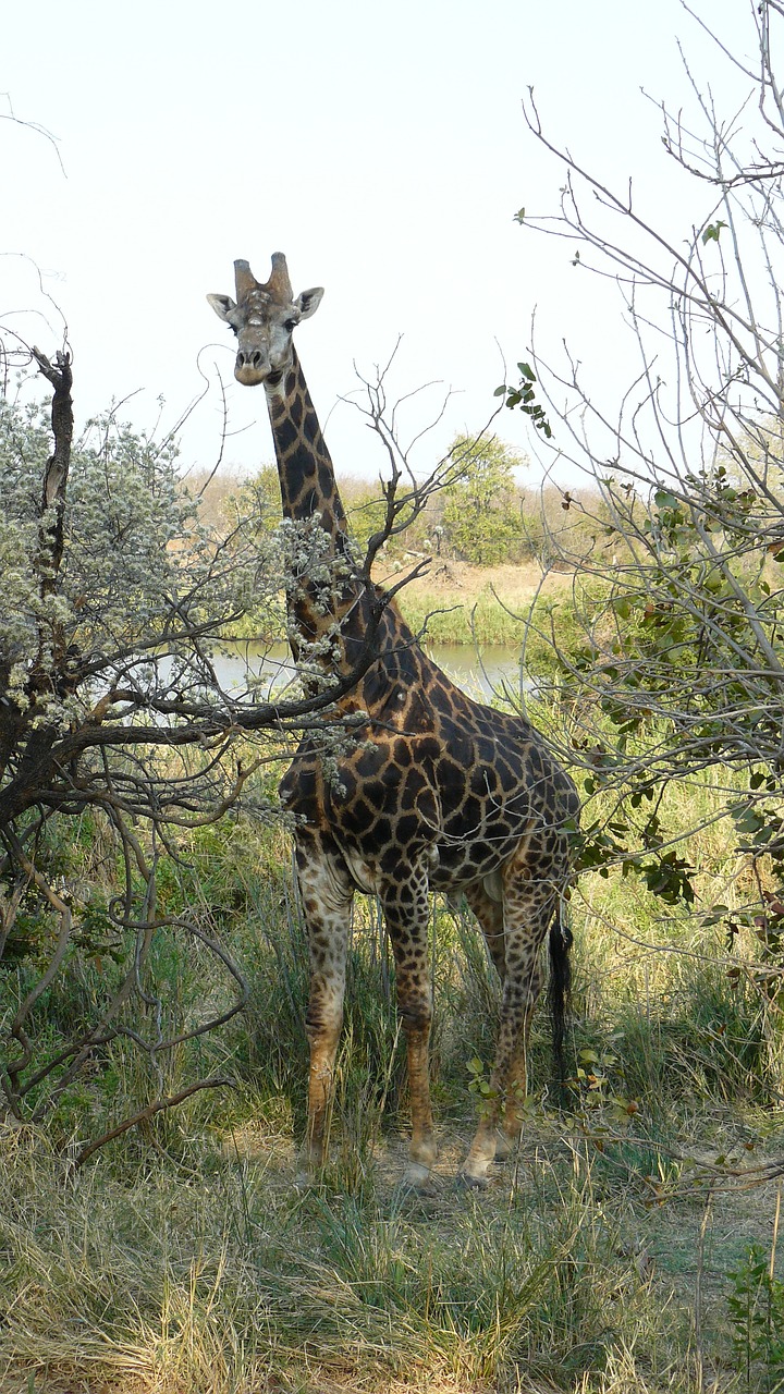 giraffe  kruger  wilderness free photo