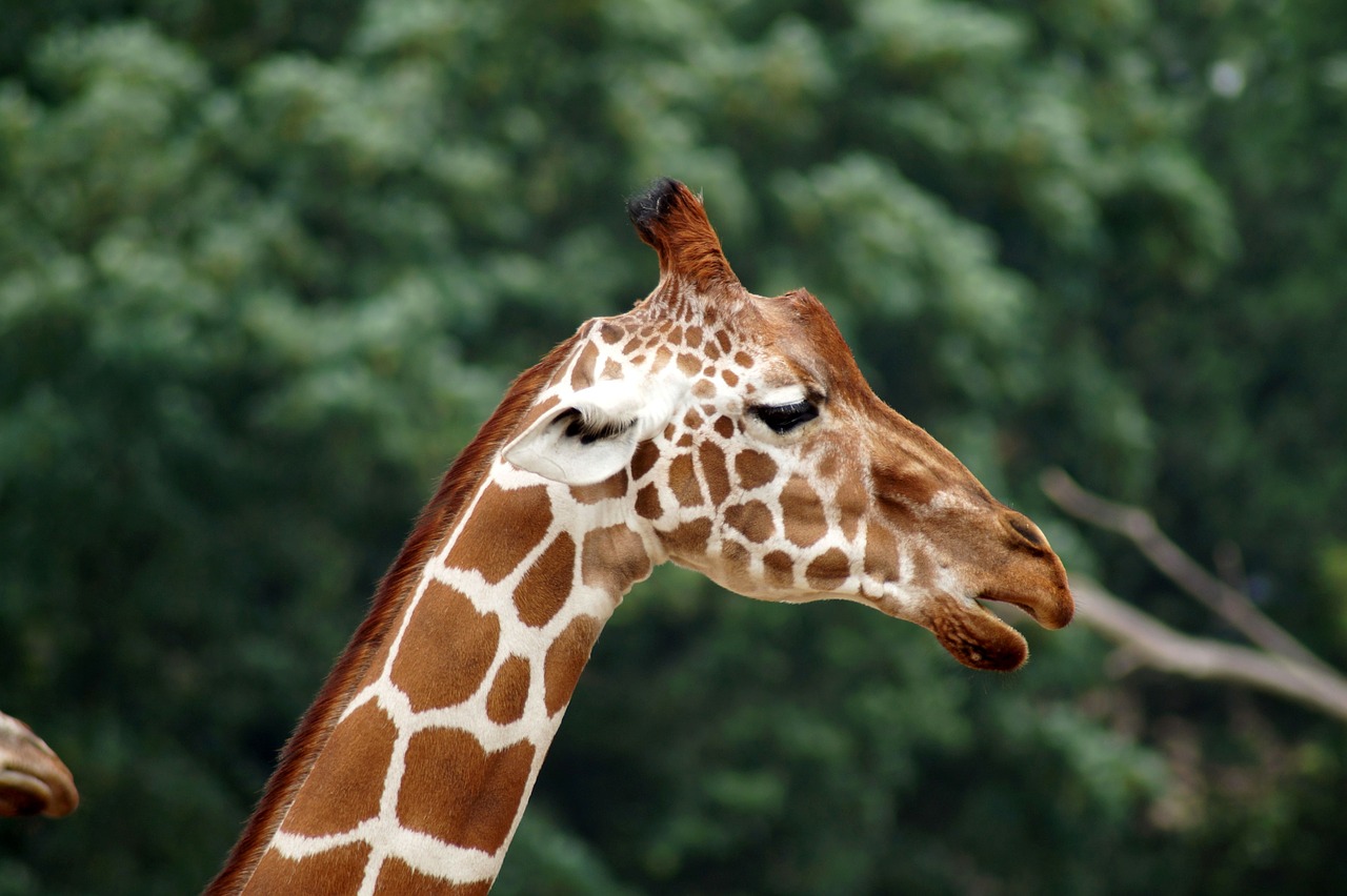 giraffe  animal  animal portrait free photo