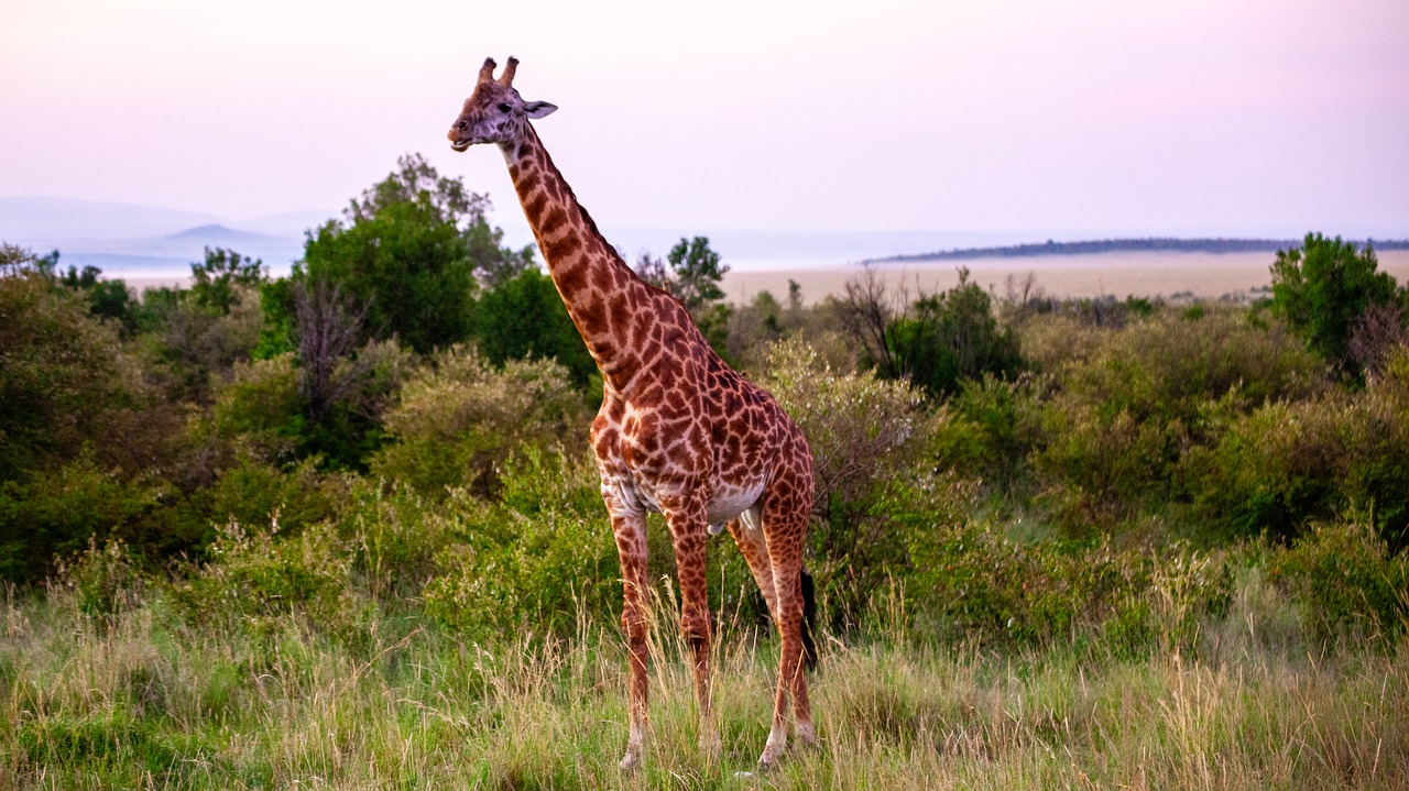 giraffe  landscape  africa free photo