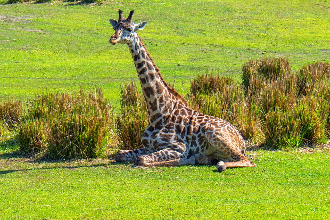 giraffe  resting  nature free photo