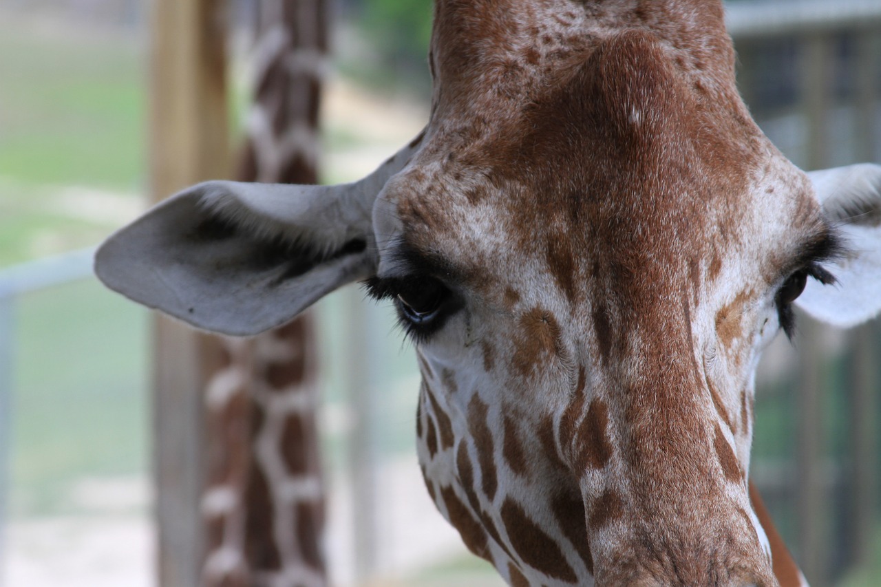 giraffe head face free photo