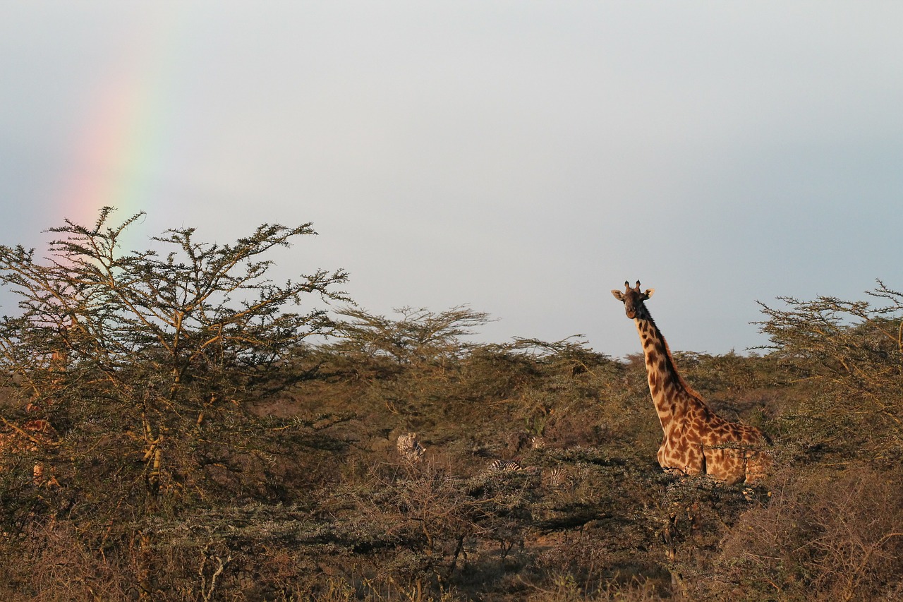 giraffe africa nature free photo