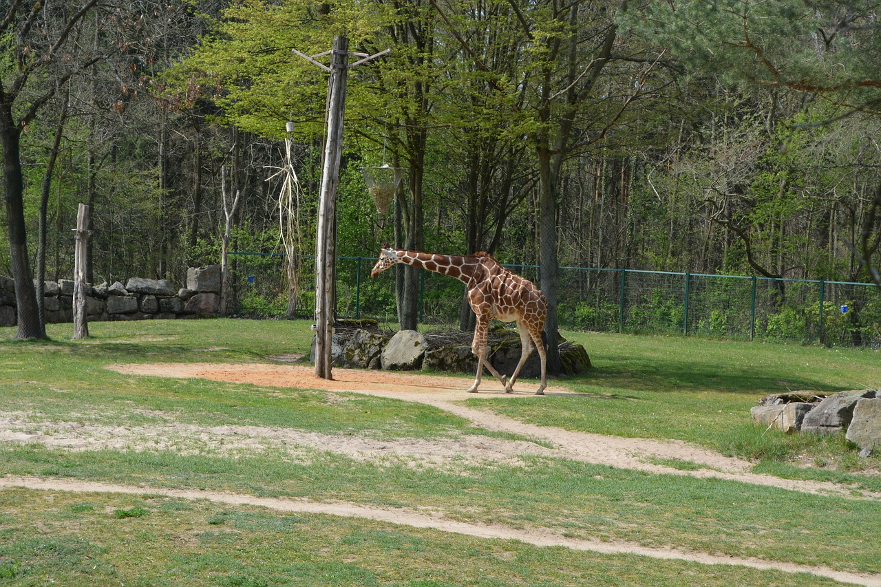 giraffe  zoo  tiergarten free photo