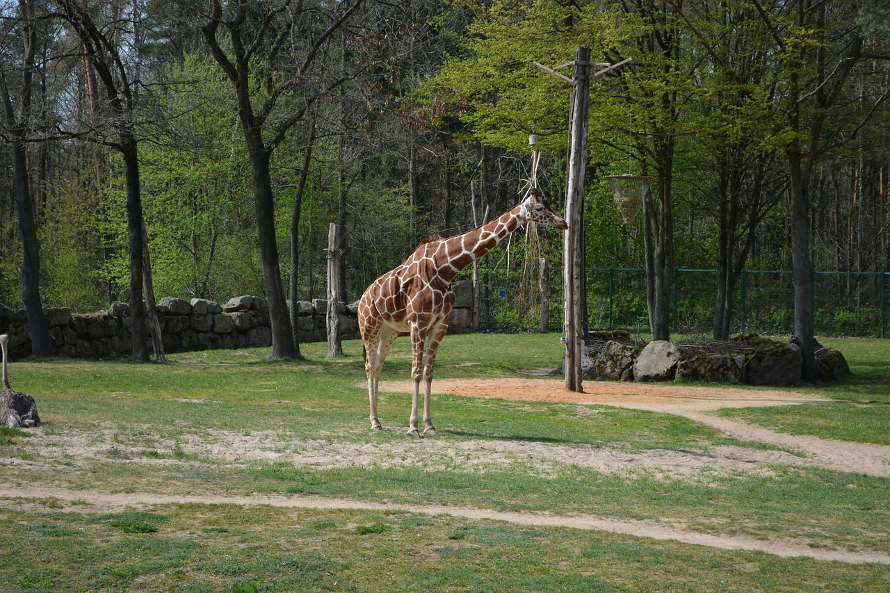 giraffe  zoo  tiergarten free photo