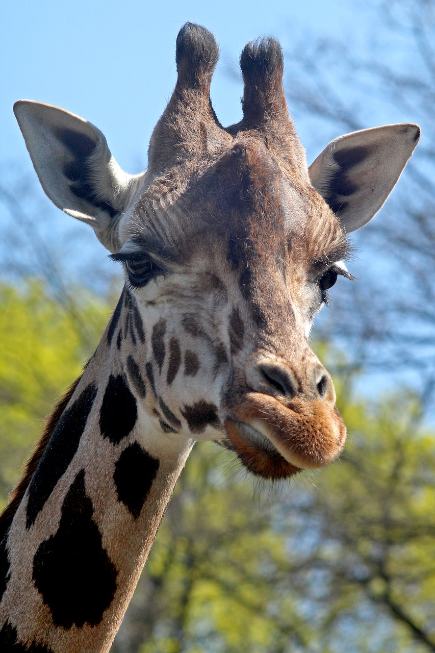 giraffe  portrait  animal free photo