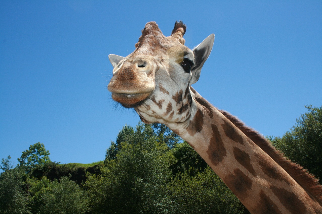 giraffe  neck  long free photo