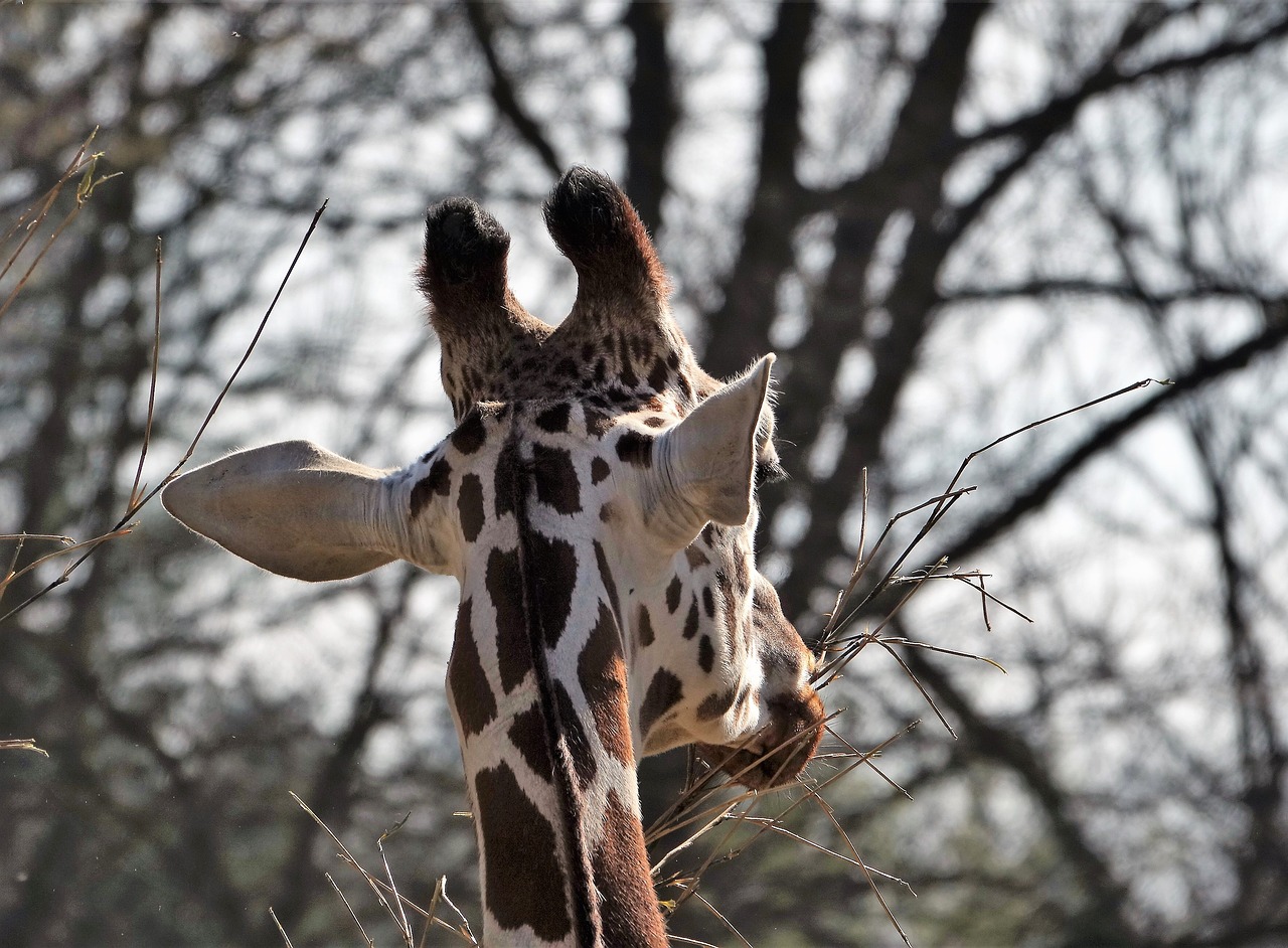 giraffe  africa  zoo free photo