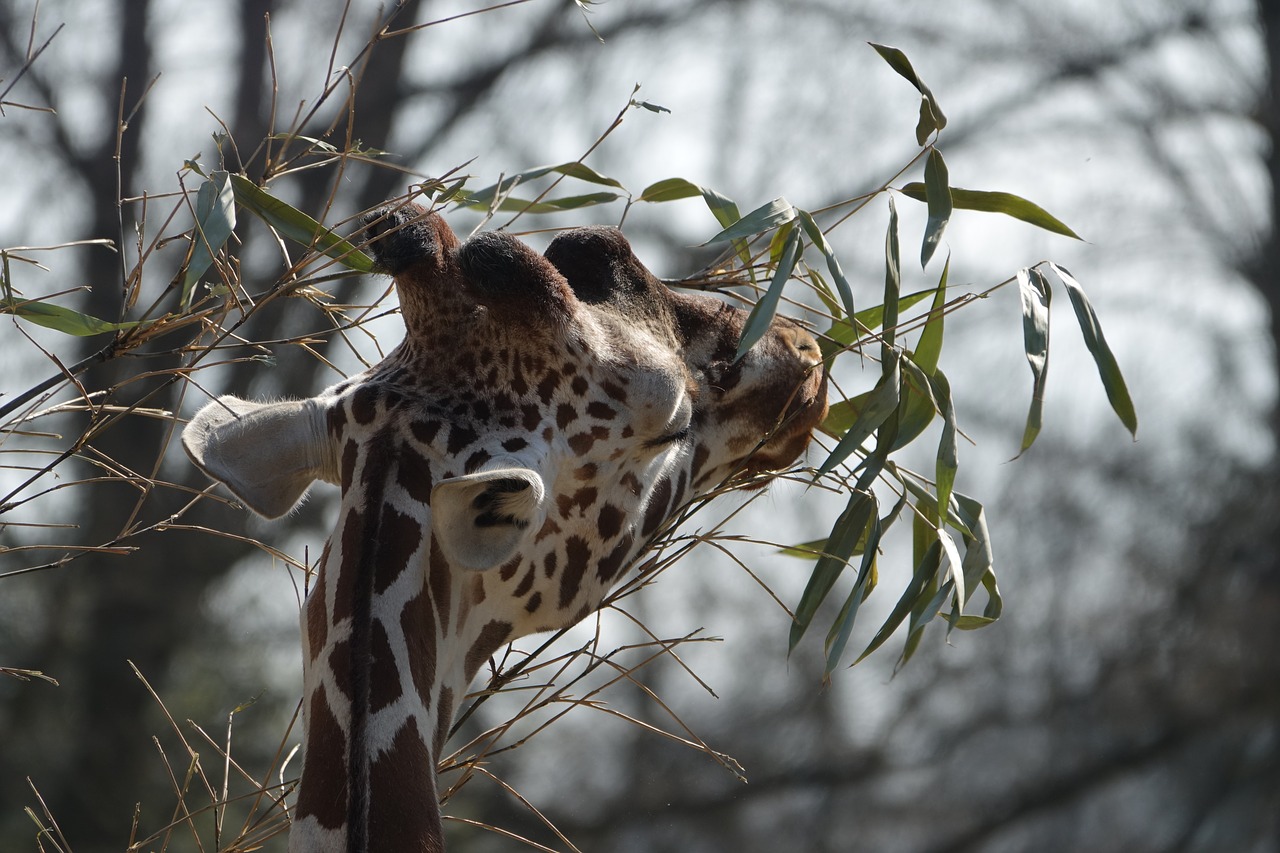 giraffe  zoo  hellabrunn free photo