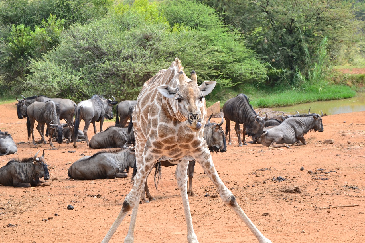 giraffe  wildlife  africa free photo