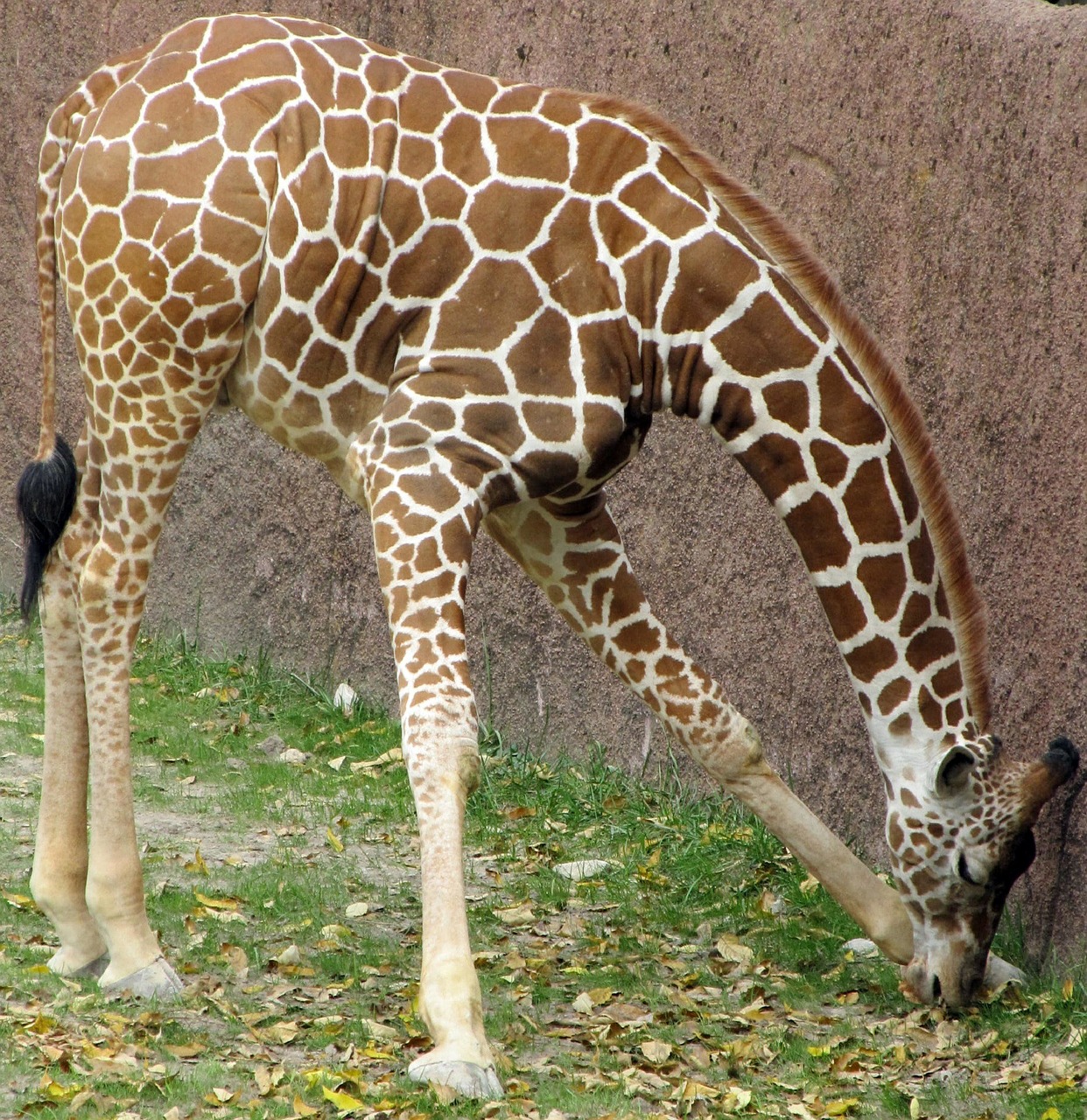 giraffe eating animals free photo