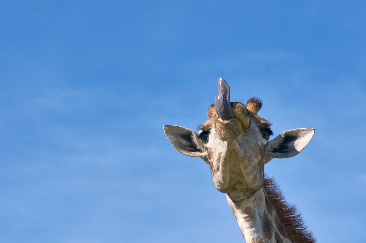 giraffe  tongue  safari free photo