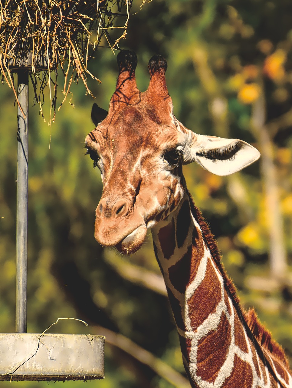 giraffe  wild animal  zoo free photo