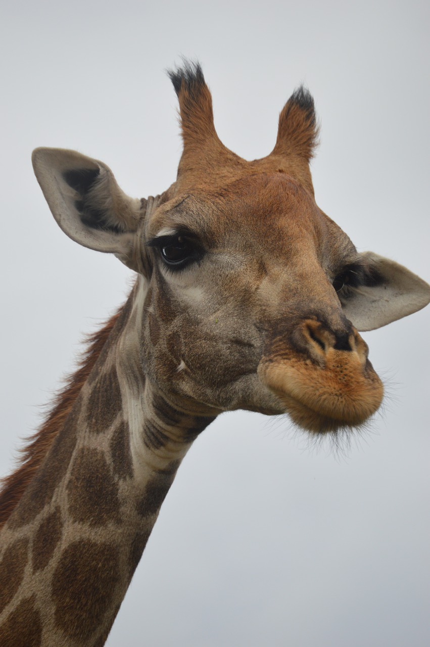 giraffe  wild  wildlife park free photo