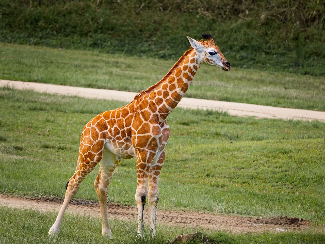 giraffe  baby  animal free photo