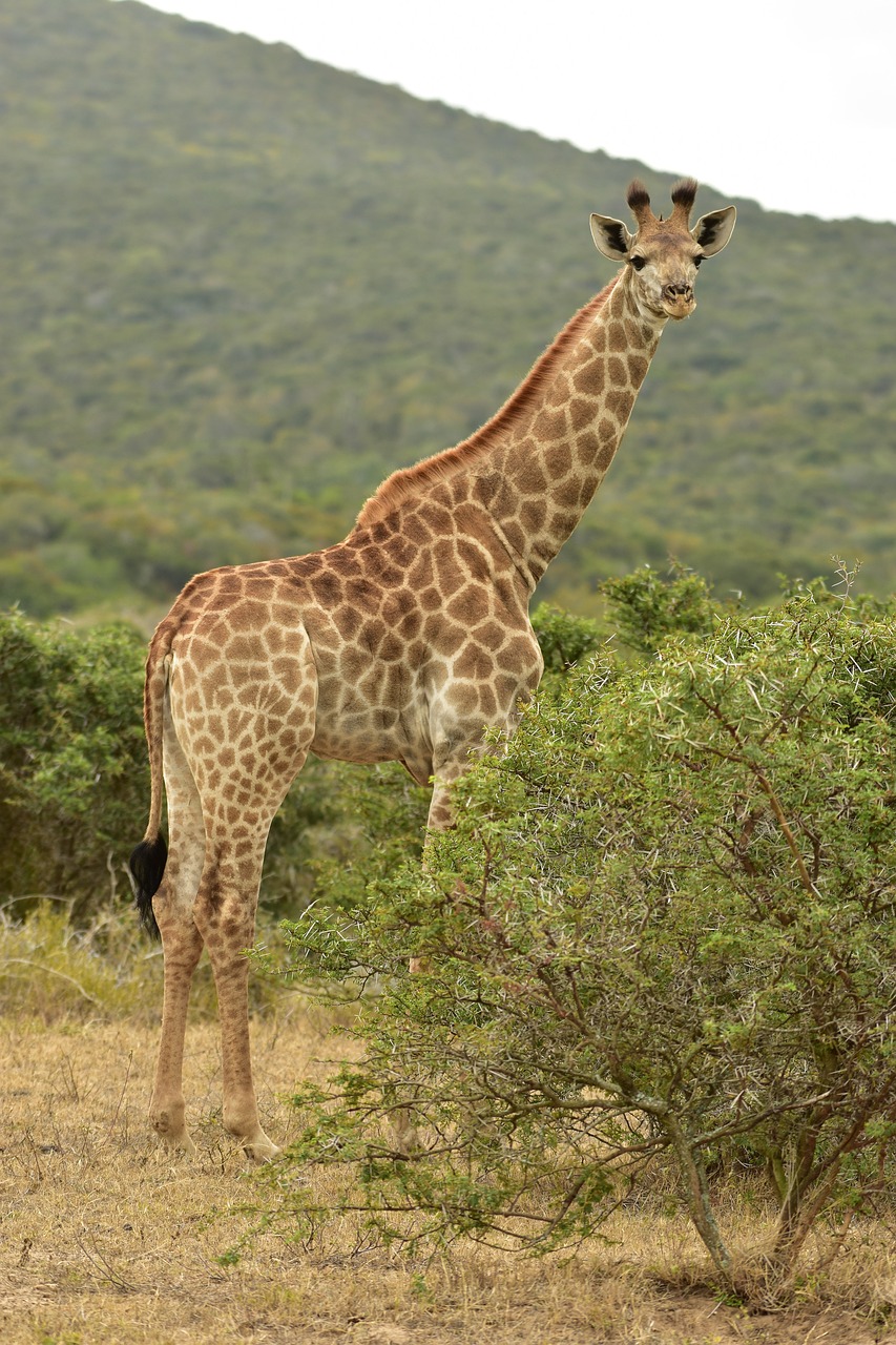 giraffe  south africa  safari free photo