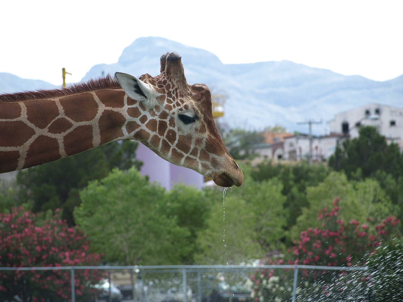 giraffe head animal free photo