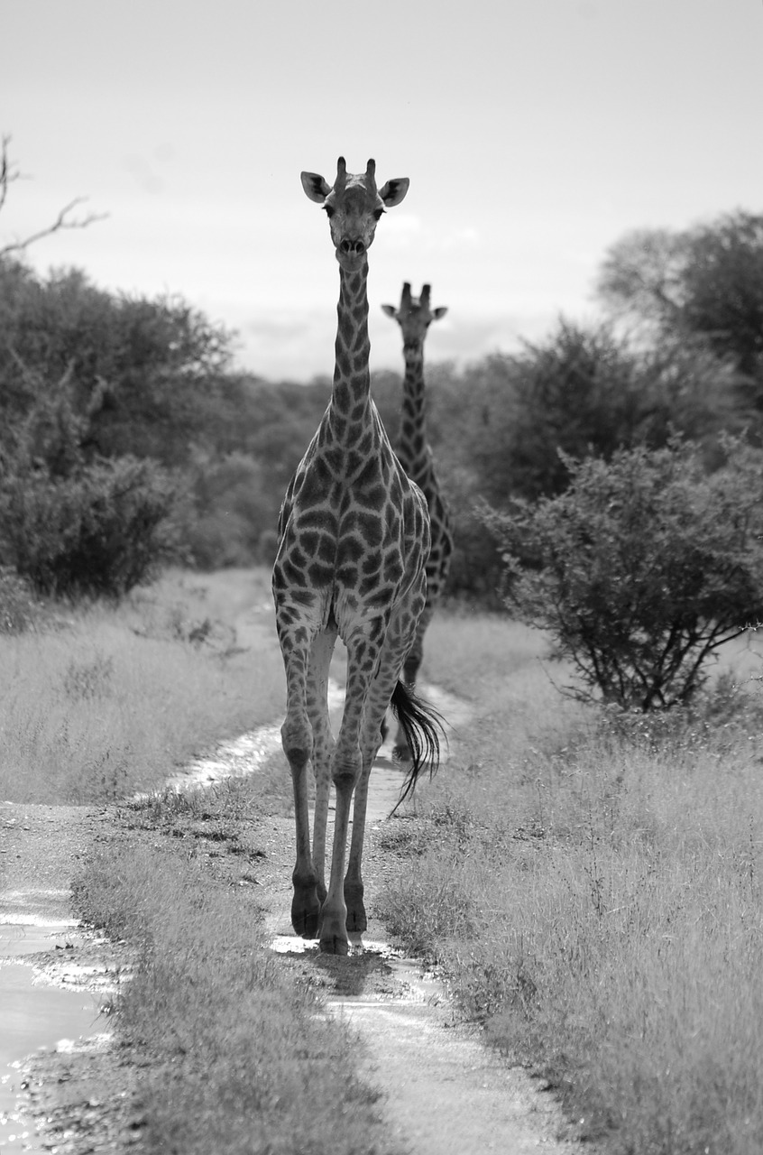 giraffe safari africa free photo