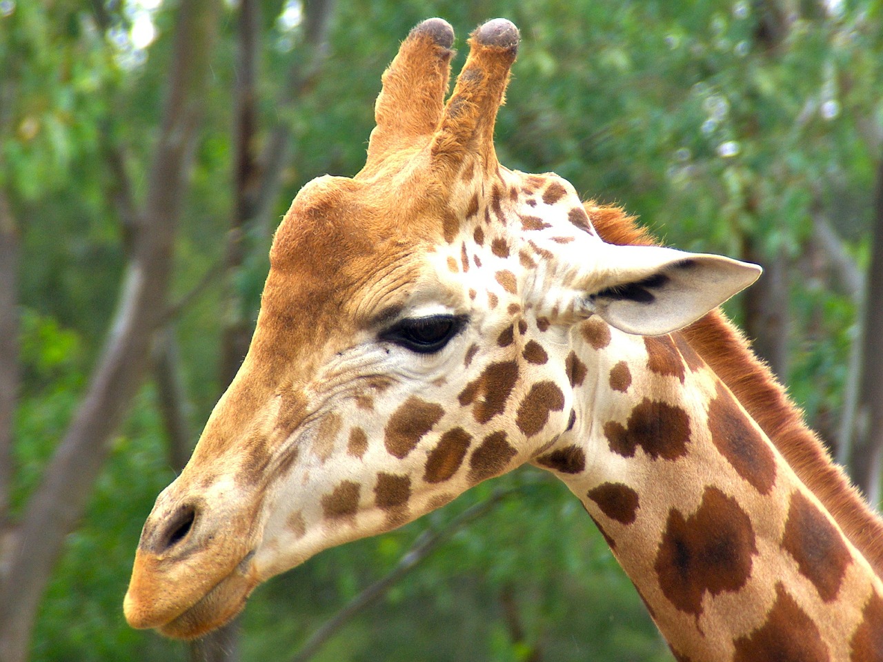 giraffe male animal free photo