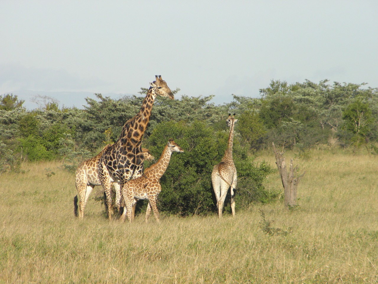 giraffe africa nature free photo