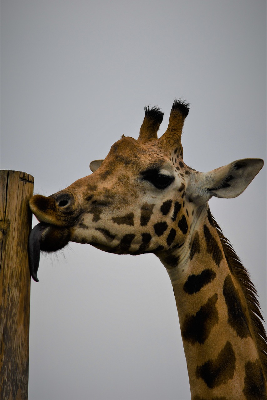 giraffe  zoo  emmen free photo