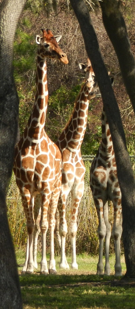 giraffe animal africa free photo