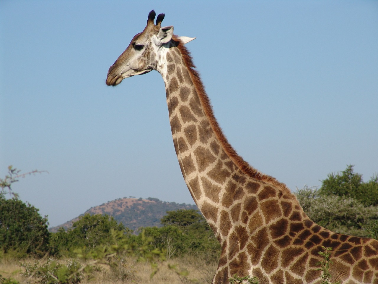 giraffe africa nature free photo