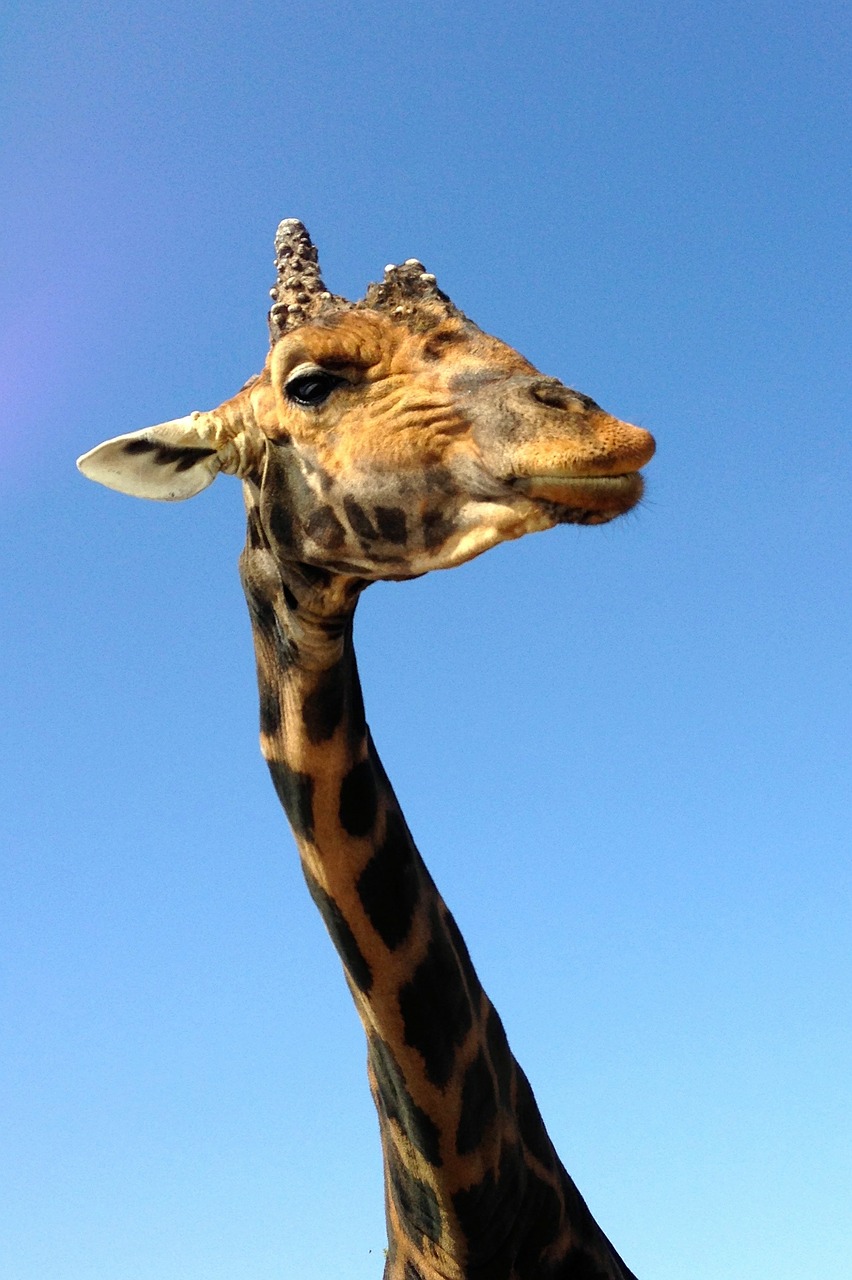 giraffe zoo africa free photo