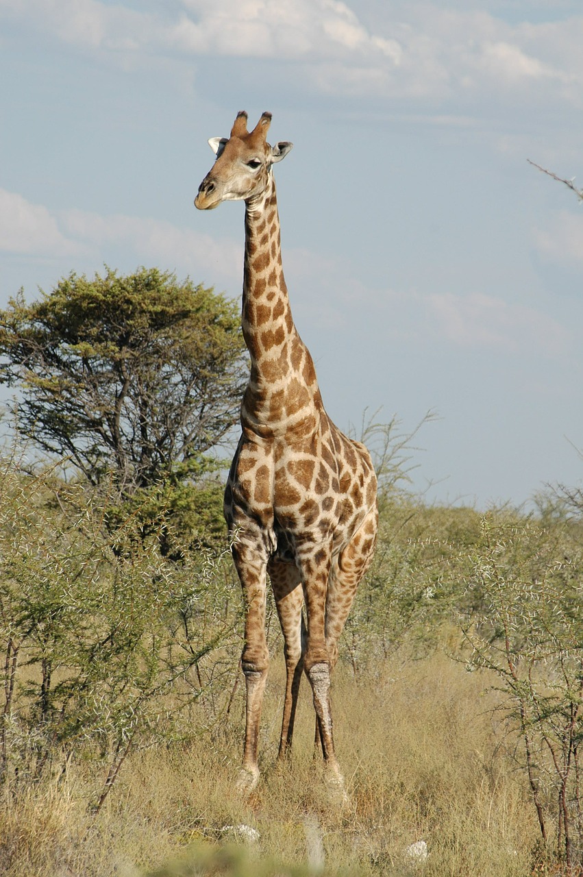 giraffe africa safari free photo