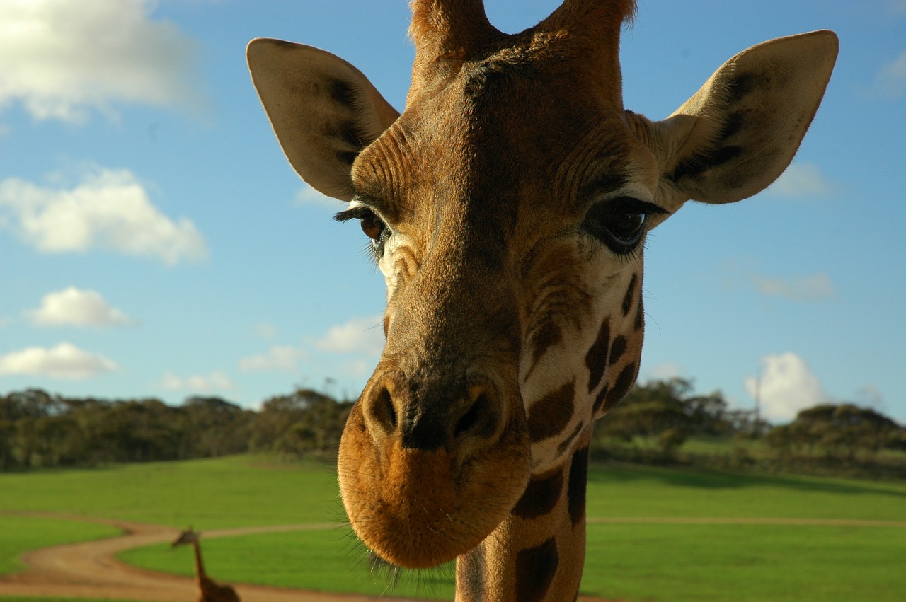 giraffe animal head free photo