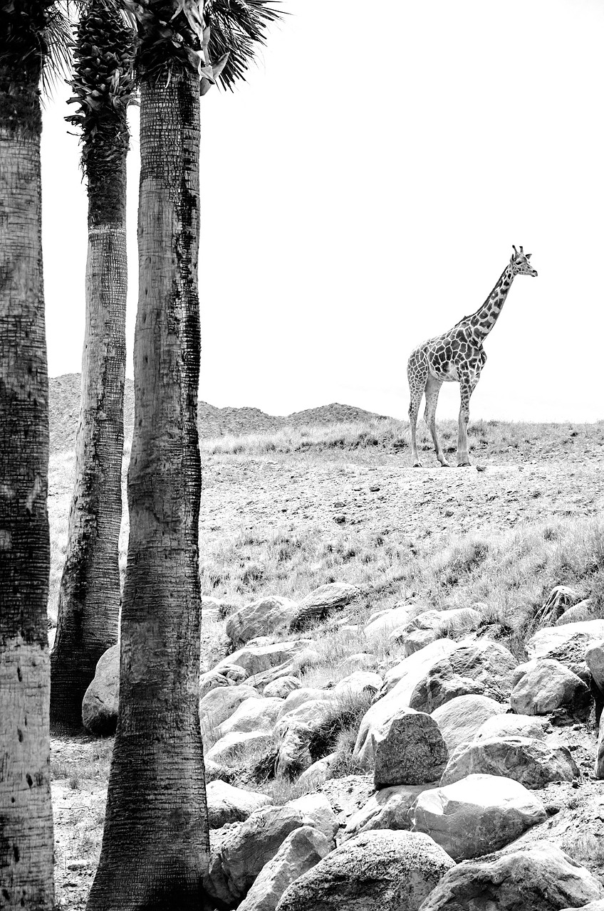 giraffe animal wildlife free photo