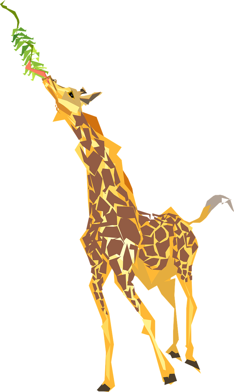 giraffe eating long free photo