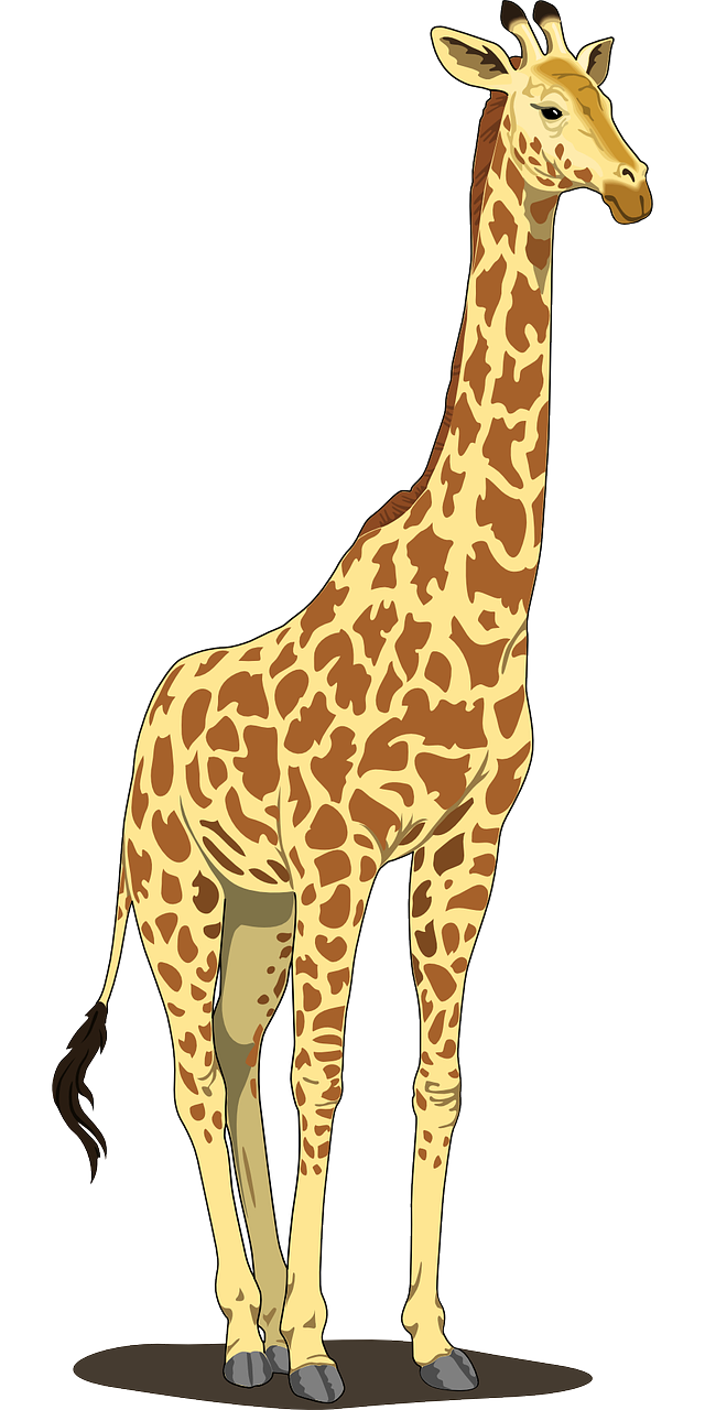 giraffe tall spots free photo