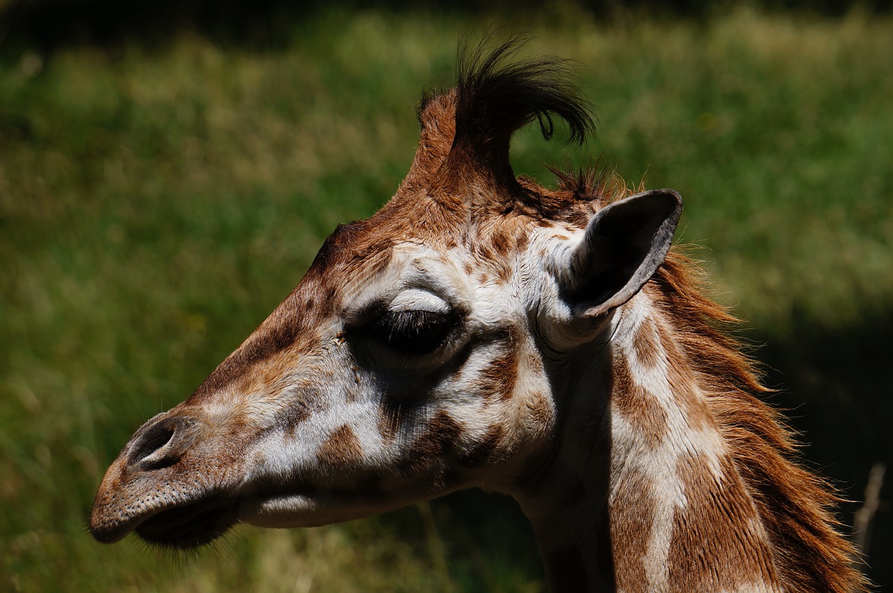 giraffe animal zoo free photo